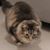Hui Carollan's profile image