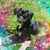 Aline Dyck Anderson's profile image