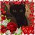 Donna Herron Abbenhaus's profile image