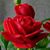 Mary K Kirkwood's profile image
