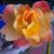 Cathy Briggs's profile image