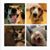 Lani Cohen's profile image