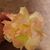 Cindy Dort's profile image