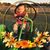 Roy Anne Rudolph's profile image