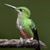 Sharon Stein-Lincoln's profile image