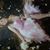 Hong Nguyen's profile image