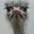 Henry Gutierrez's profile image