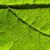 TVRadio M.'s profile image