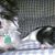 Lilo N Stitch Duperron's profile image