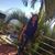 Yessy Flores's profile image