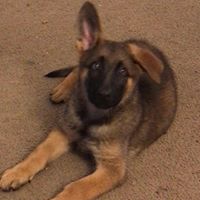 Joshua Beck's profile image