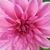 Melinda King's profile image