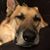 Bob Lombard's profile image