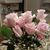 Susan Herchock Boehmer's profile image