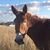 Sammie Runnels's profile image