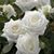 Debbie Hoppe's profile image