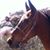 Susan Henry's profile image