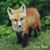 Marion L Nguli's profile image