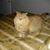 William Hanline's profile image