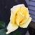 Beverly Mosher's profile image
