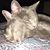 Laurel Watson Leiser's profile image