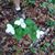 Susanne Dehart's profile image