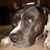 Bobbie Jo Horack's profile image