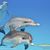 Darlene MacLeod's profile image