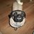 Diane Ponzo's profile image