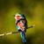Julie Gealta's profile image