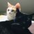 Denise Kean's profile image