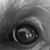 Mia Gallo's profile image