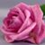 Maria Tejera's profile image