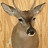 Jack Horst's profile image
