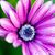 Patricia Moloughney's profile image