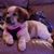 Carol Gregg Hotaling's profile image