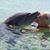 Lisa Lamborn Adams's profile image