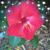 Julie Elm's profile image