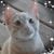 Kathie Morrow's profile image