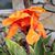 Bettizelle Betty Abrams's profile image
