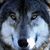 Gisele Hayes's profile image