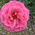 Ann Jetvig's profile image