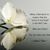 Kosal Sok's profile image