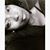 Octavia Bailey's profile image