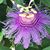 Cindy Borders's profile image