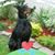 Carol J Amanda's profile image