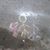 Mychellebellandme Luthi-williams's profile image