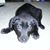 Louis Shefner's profile image
