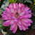 Kathy Vactor's profile image