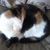 Janeice Everhart's profile image